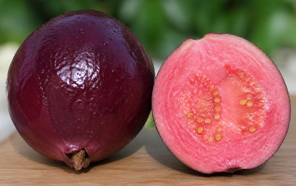 Purple Malay guava plant Psidium guajava purple fruit tree nursery