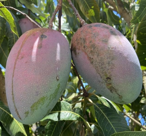 Keitt mango semi dwarf grafted tree with large green mango fruits growing in Sydney Australia