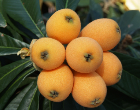 Loquat Bessell Brown Eriobotrya japonica grafted fruit tree nursery plant