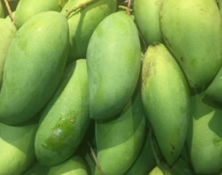 Mango Falan Grafted Fruit Tree with ripe red mango fruit