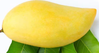 Mango Dwarf Banana Ken grafted fruit tree with ripe mango frui