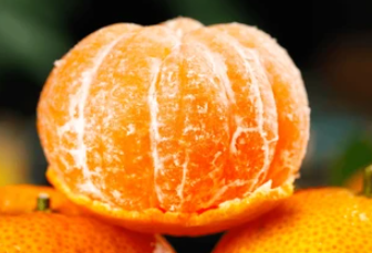 Japanese seedless mandarin tree with ripe orange fruits growing in Sydney Australia citrus plant