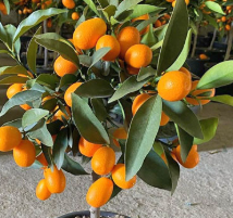 Advanced Nagami kumquat tree with bright orange oval fruits