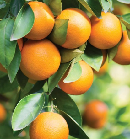 Grafted Navelina Orange Seedless fruit tree with ripe sweet oranges