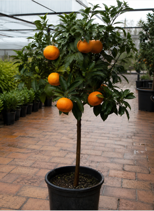 Valencia Orange Seedless Grafted
