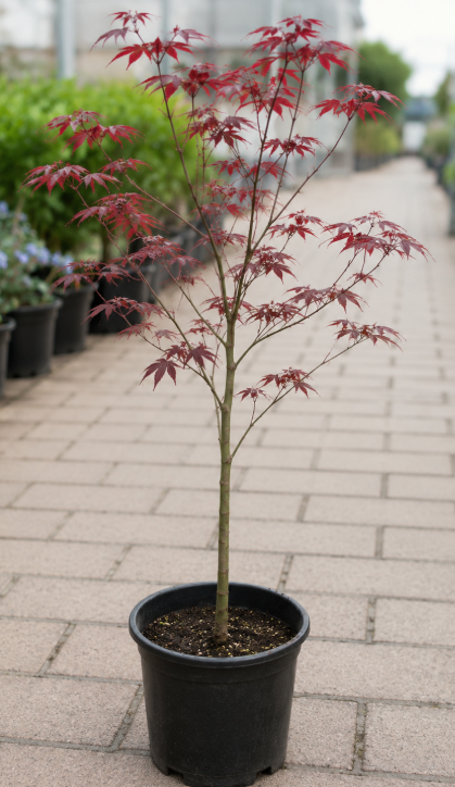 Japanese maple atropurpureum tree with deep red leaves growing in Sydney garden ornamental plant
