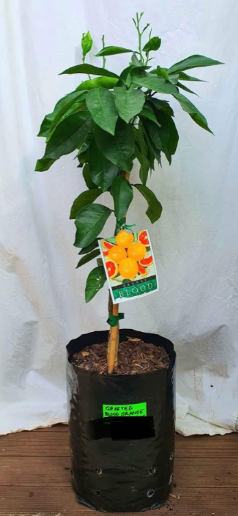 Blood Orange (Citrus sinensis ‘Moro / Tarocco / Sanguinello’) – Grafted