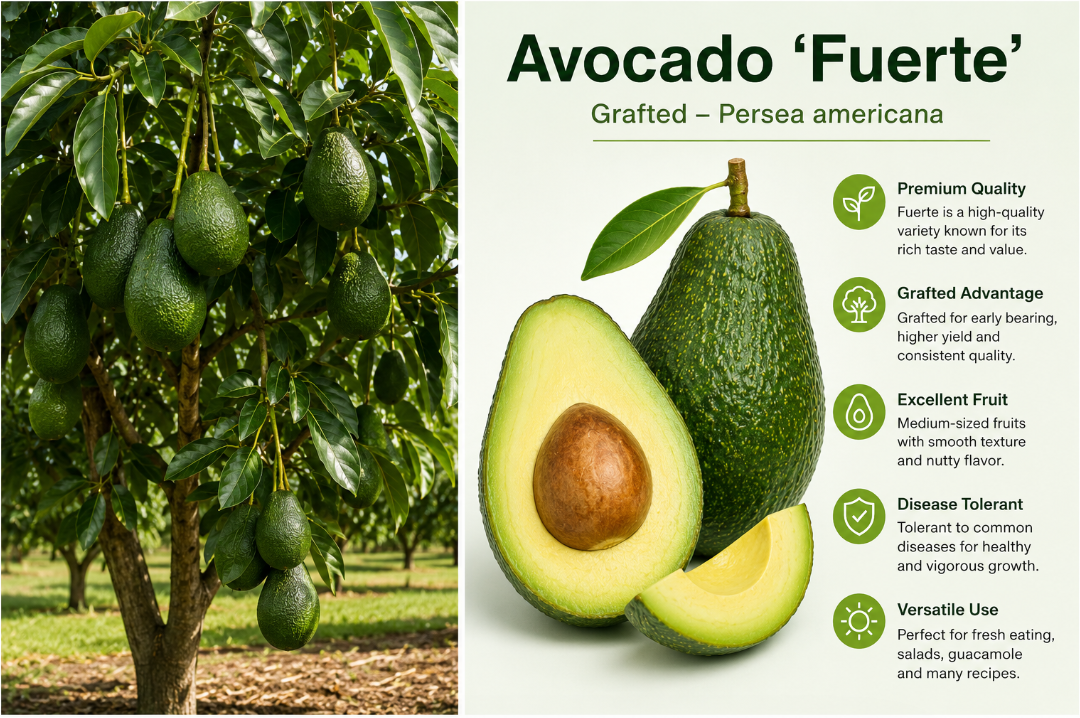 Avocado Fuerte grafted plant in 5L pot healthy nursery stock