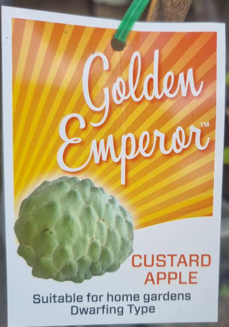 Dwarf Golden Emperor custard apple grafted compact fruit tree with green custard apples