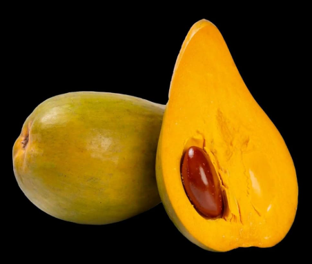 Advanced Yellow Sapote tree with ripe yellow egg fruit (Pouteria campechiana) tropical fruit tree