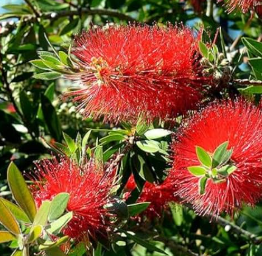 Bottlebrush Plant (Callistemon / Melaleuca)