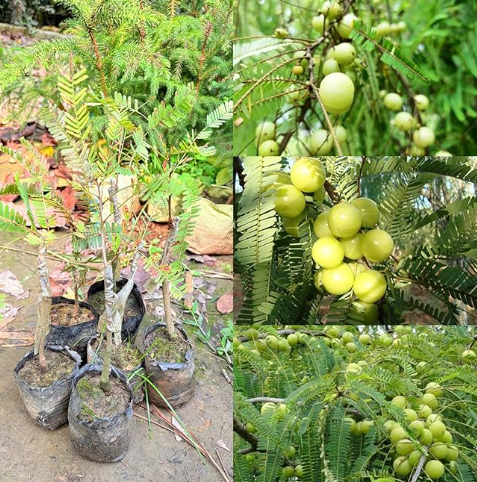 Amla Phyllanthus emblica Indian gooseberry fruit tree with green fruits growing in garden