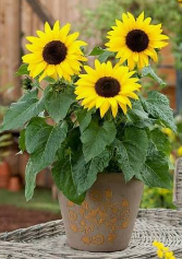 Beautiful yellow sunflower blooming in a sunny garden