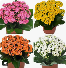 Colourful Calandiva plant with vibrant double blooms in a decorative pot