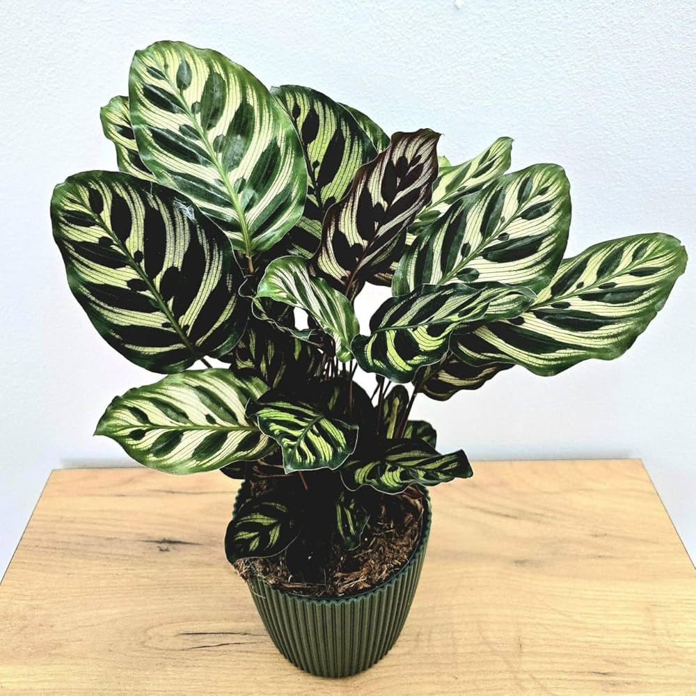 Calathea Makoyana with striking peacock-patterned leaves growing indoors