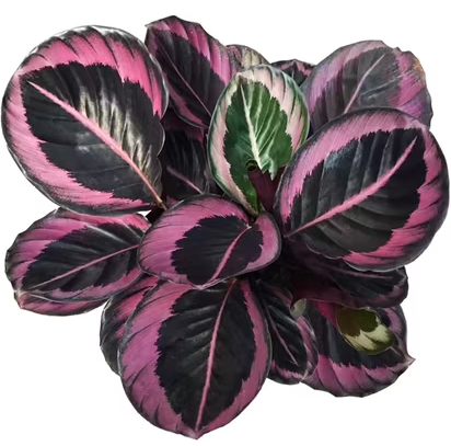 Calathea Red Mojo with deep green leaves and striking red undersides in indoor setting