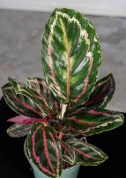 Stunning patterned foliage with contrasting light and dark green markings