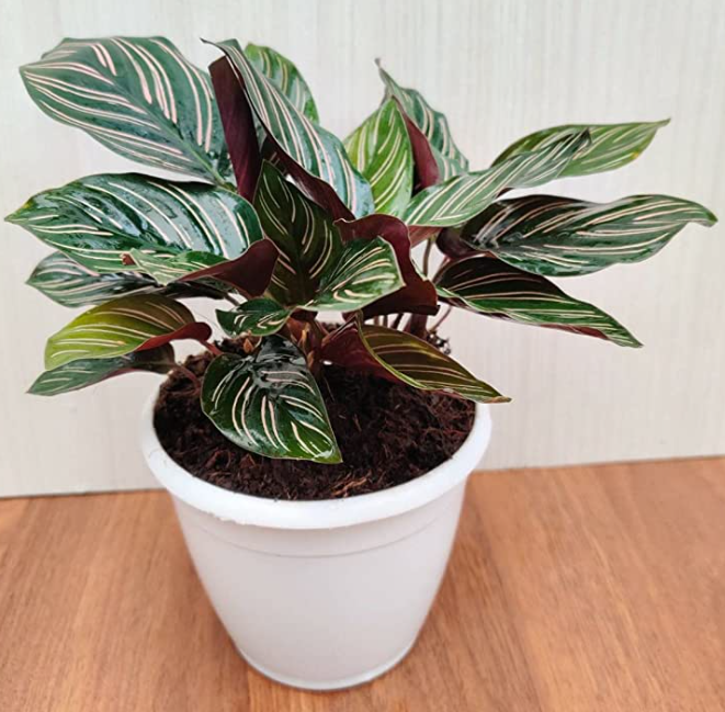 Calathea Sanderiana plant with dark green leaves and pink pinstripe patterns indoors