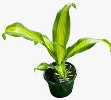 Dracaena Gold Cord plant with green leaves and yellow edges in indoor pot