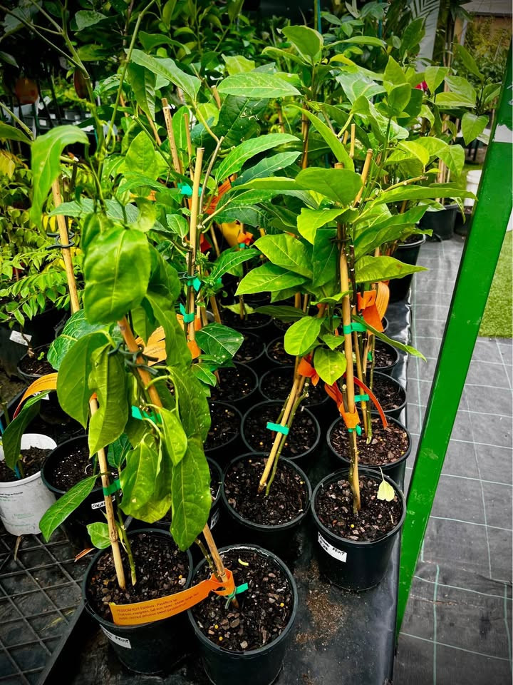 Passionfruit ‘Sweetheart’ (Passiflora edulis)