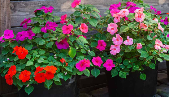 Impatiens flowering plant in pot full bloom Sydney nursery