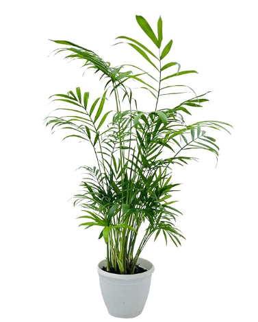 Bamboo palm Chamaedorea indoor plant lush green fronds