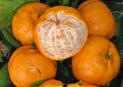 Grafted dwarf emperor mandarin fruit tree in pot green foliage