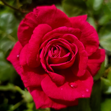 CAMP DAVID HYBRID TEA ROSE Bush Form