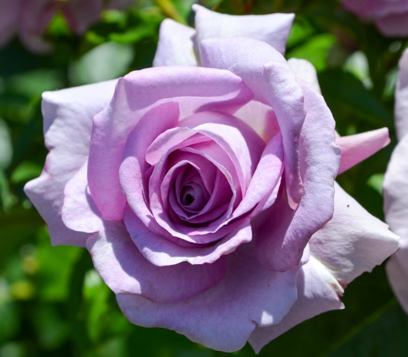 CHARLES DE GAULLE HYBRID TEA ROSE Bush Form
