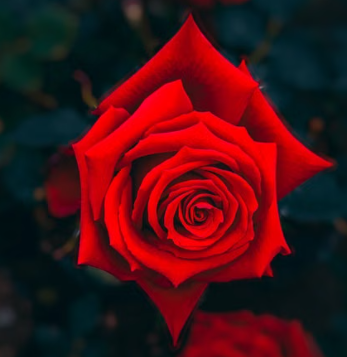 GRANDE AMORE HYBRID TEA ROSE Bush Form