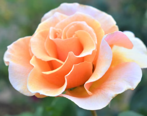 Standard Rose Just Joey apricot blooms fragrant tree rose feature plant