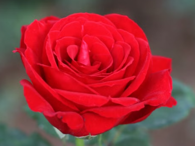KARDINAL HYBRID TEA ROSE Bush Form