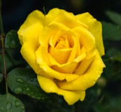 KING'S RANSOM HYBRID TEA ROSE Bush Form