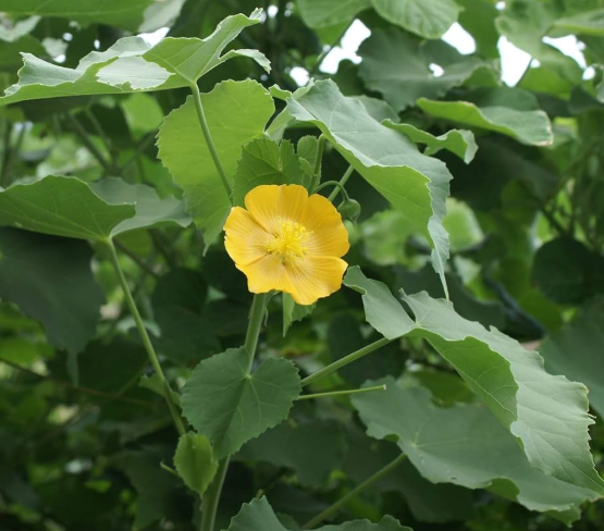 Thuthi (Abutilon indicum) – Indian Mallow / Atibala