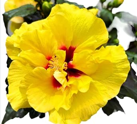 Hibiscus Adonicus Double Yellow double flowering yellow hibiscus plant