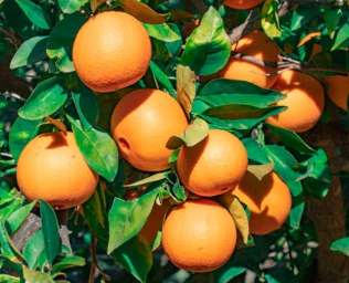 Grafted Dwarf Washington Navel Orange tree