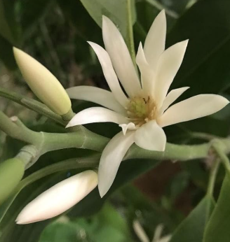 Michelia alba (Grafted White Champaca)