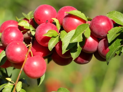 Grafted Santa Rosa Plum tree for sale at Sai Nursery Sydney