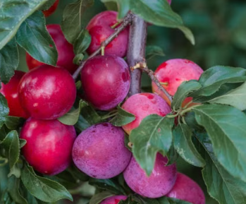 Grafted Gulf Ruby Plum tree for sale at Sai Nursery Sydney