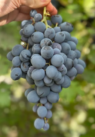 Grafted Autumn Royal seedless grape vine at Sai Nursery Sydney