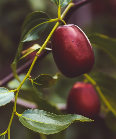 Grafted Li Jujube Indian Ber fruit tree for sale at Sai Nursery