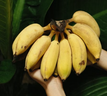 Gold Finger Banana Plant for sale at Sai Nursery Sydney
