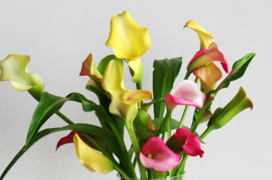 Assorted Calla Lily flowering plants in different colours at Sai Nursery Sydney