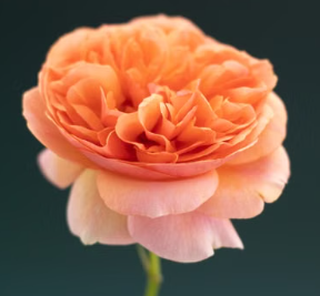 David Austin English Rose