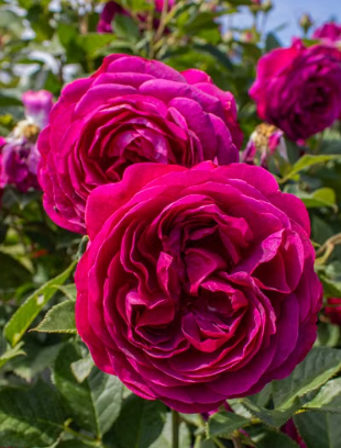 Munstead Wood David Austin bush rose in bloom at Sai Nursery Sydney
