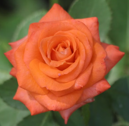 Remember Me Hybrid Tea Rose Sydney | Sai Nursery