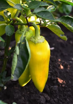 Banana Chilli plant with fresh long chillies at Sai Nursery Sydney