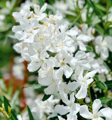 Nerium Oleander Madame Dubois with white flowers