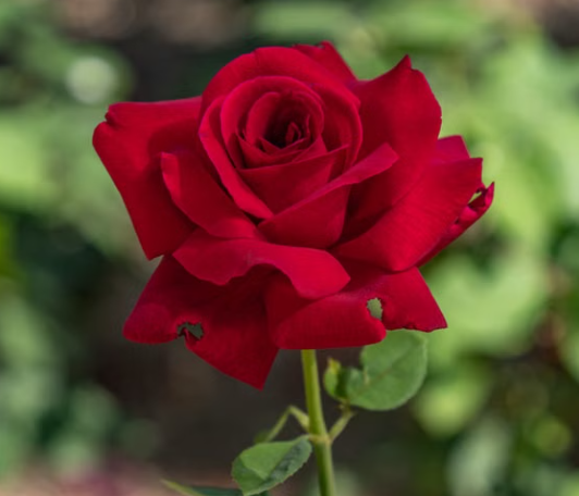 Oklahoma Hybrid Tea Rose with fragrant red flowers at Sai Nursery Sydney