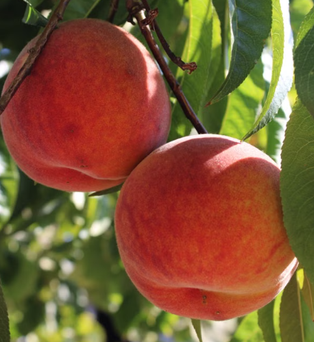 Grafted Double Jewel Peach tree flowering at Sai Nursery Sydney